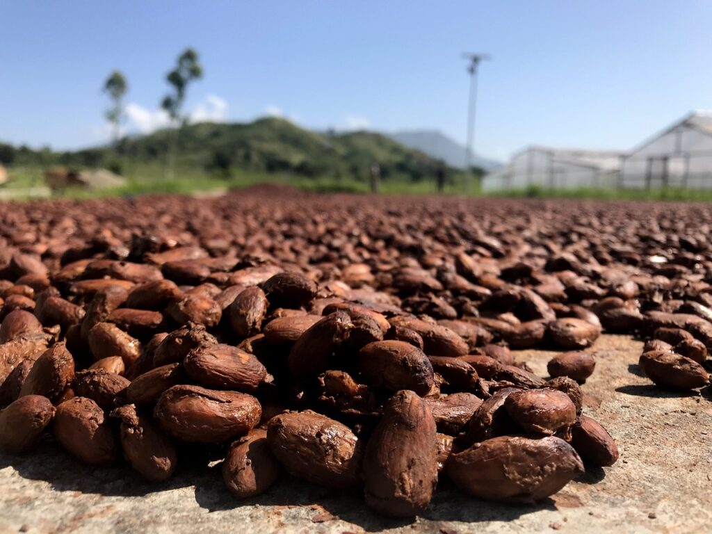 Cocoa Beans